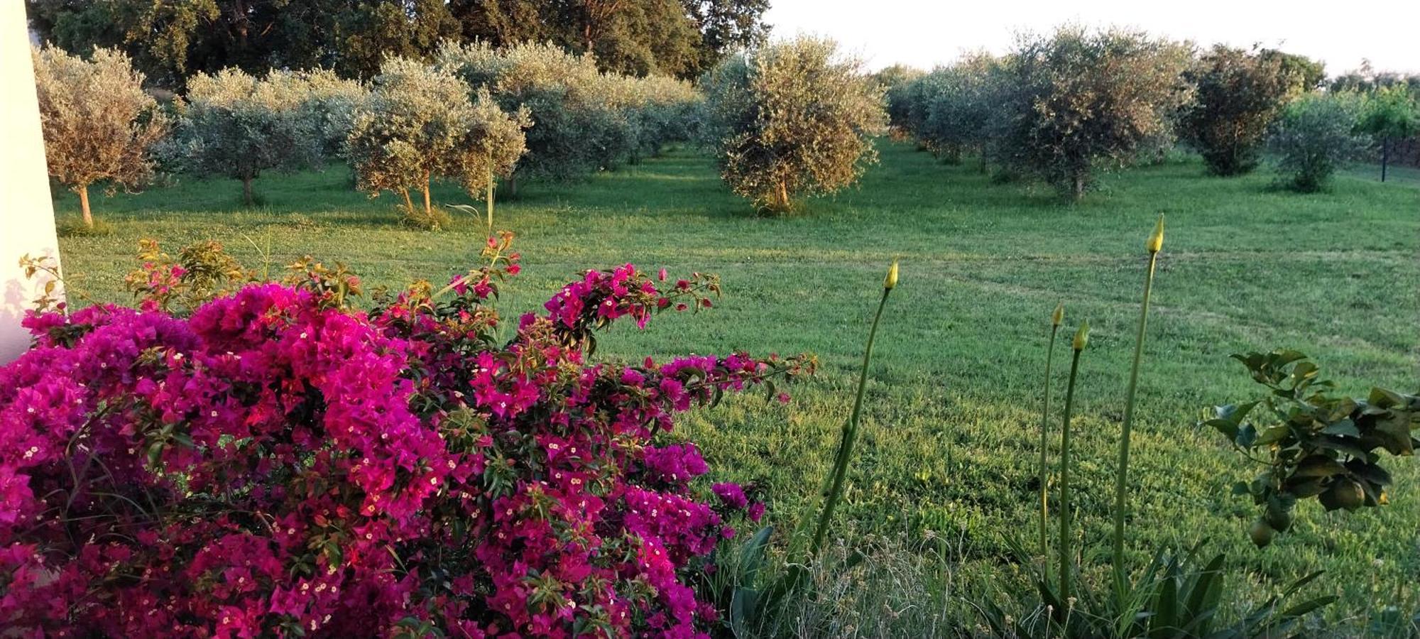 Vila Dubravka - Schoen Und Komfortabel Inmitten Von Olivenbaeumen Und Weinbergen Mit Whirlpool Valtura Екстер'єр фото