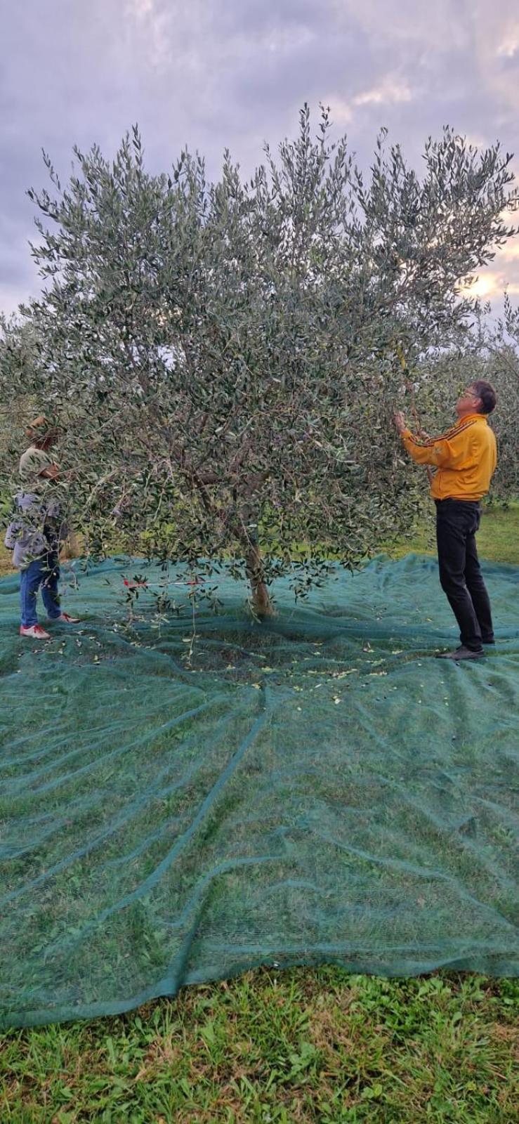 Vila Dubravka - Schoen Und Komfortabel Inmitten Von Olivenbaeumen Und Weinbergen Mit Whirlpool Valtura Екстер'єр фото